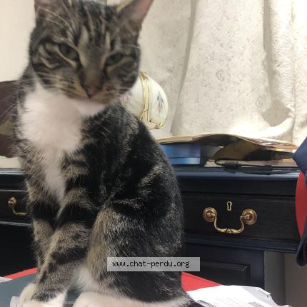 Foto 1/1 Gato encontrado Encontrado en Bruxelles