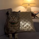 Foto del gato perdido en Coulon