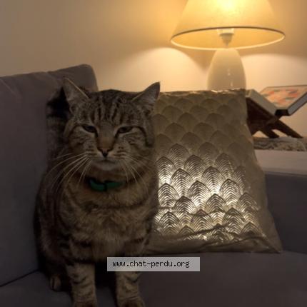 Foto 1/1 Sweetie Chat perdido en Coulon