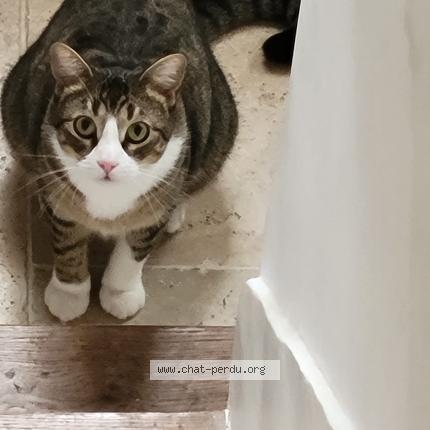 Foto 1/1 Chaki Chat perdido en Montreuil