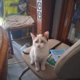 Foto del gato perdido en Montech