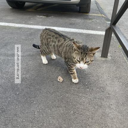 Foto 1/1 Gato encontrado Encontrado en Marseille
