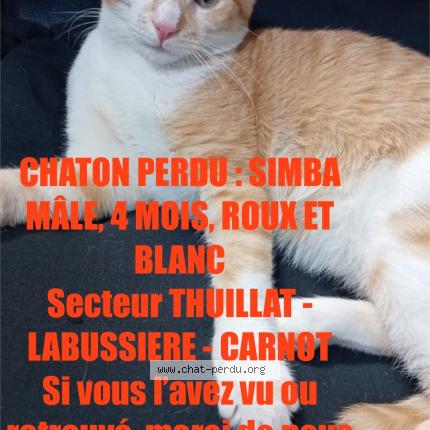 Foto 1/1 SIMBA Chat perdido en Limoges