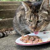 Foto de gato encontrado en Clecy