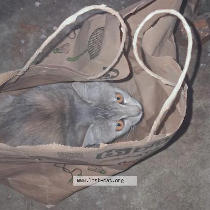 Foto 1/1 Kali Chat perdido en Darbhanga