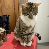 Foto del gato perdido en Orgeval