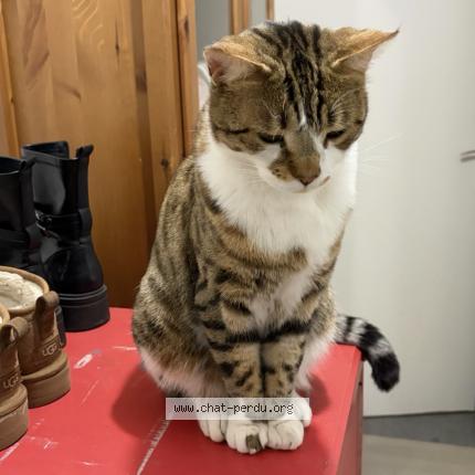 Foto 1/1 Lucky Chat perdido en Orgeval