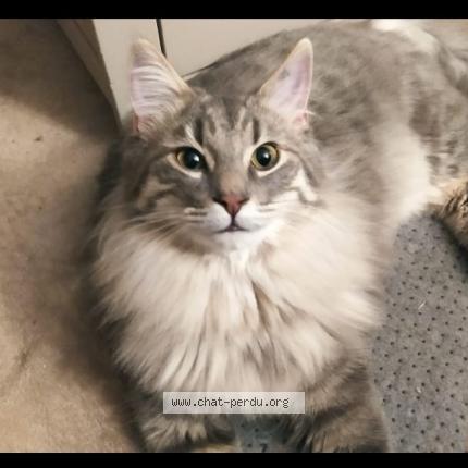 Foto 1/1 Chamallow Chat perdido en Barjac