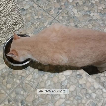 Foto 1/2 Gato encontrado Encontrado en Saint sulpice la pointe