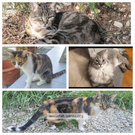 Foto 1/1 Quatre chats Chat perdido en Barjac