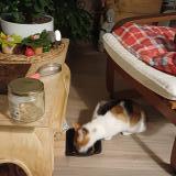 Foto de gato encontrado en Nantes