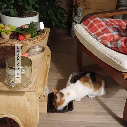 Foto 1/1 Gato encontrado Encontrado en Nantes