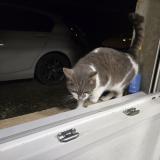Foto de gato encontrado en Lissay Lochy