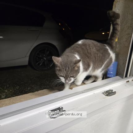 Foto 1/1 Gato encontrado Encontrado en Lissay lochy