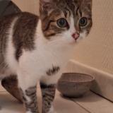 Foto de gato encontrado en Saint Savinien