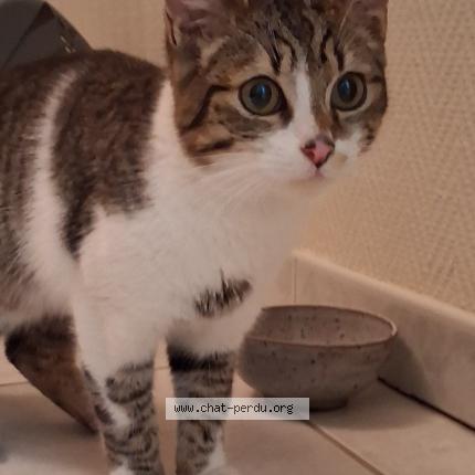 Foto 1/1 Gato encontrado Encontrado en Saint savinien