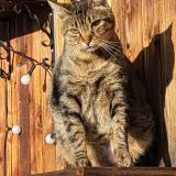 Foto del gato perdido en Blonay