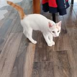 Foto del gato perdido en Donges