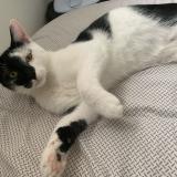 Foto del gato perdido en Crouy