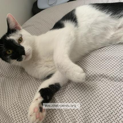 Foto 1/1 Oreo Chat perdido en Crouy