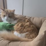 Foto del gato perdido en Boulogne Billancourt