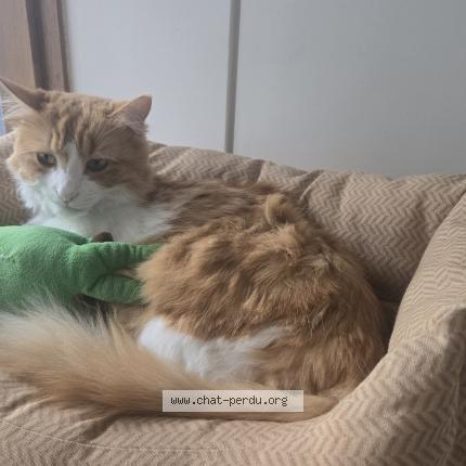 Foto 1/1 kai Chat perdido en Boulogne billancourt