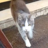 Foto de gato encontrado en Forges Les Eaux