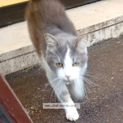 Foto 1/3 Gato encontrado Encontrado en Forges les eaux