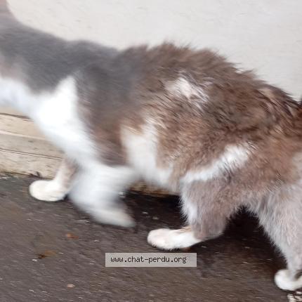 Foto 2/3 Gato encontrado Encontrado en Forges les eaux