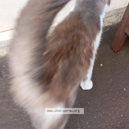 Foto 3/3 Gato encontrado Encontrado en Forges les eaux