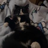 Foto del gato perdido en Duncan Bc