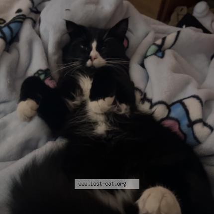 Foto 1/1 Milo Chat perdido en Duncan bc