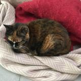 Foto del gato perdido en La Baule