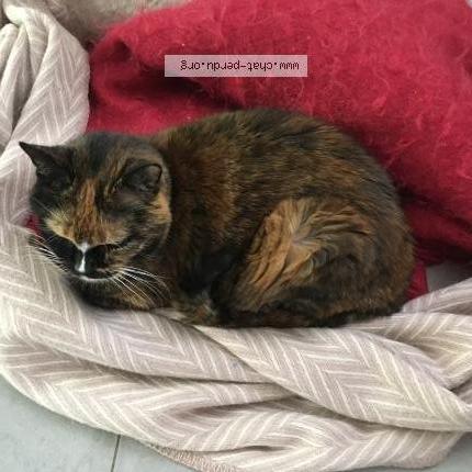 Foto 1/1 Nana Chat perdido en La baule