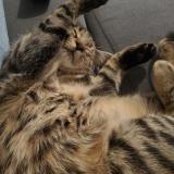 Foto del gato perdido en Retiers