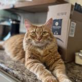 Foto del gato perdido en New Berlin