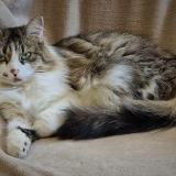 Foto del gato perdido en Morlaas