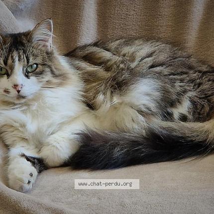 Foto 1/1 Sushi Chat perdido en Morlaas