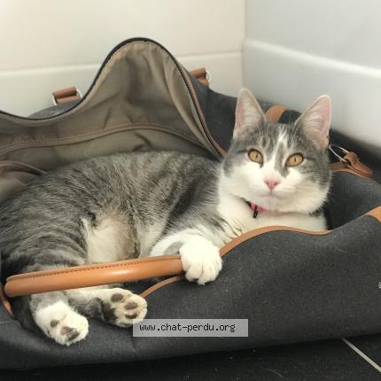 Foto 1/1 Oreo Chat perdido en Montauville