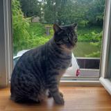 Foto del gato perdido en Malzeville