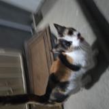 Foto de gato encontrado en Covina