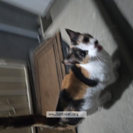 Foto 1/1 Gato encontrado Encontrado en Covina