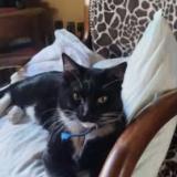 Foto del gato perdido en Montpellier