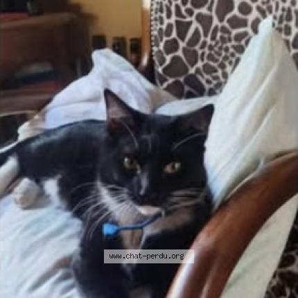 Foto 1/1 Arty Chat perdido en Montpellier