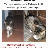 Foto del gato perdido en Sohlde