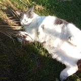 Foto del gato perdido en Villeneuve Sur Bellot