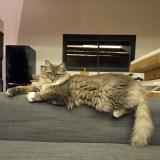 Foto del gato perdido en Cavaillon Les Vigneres