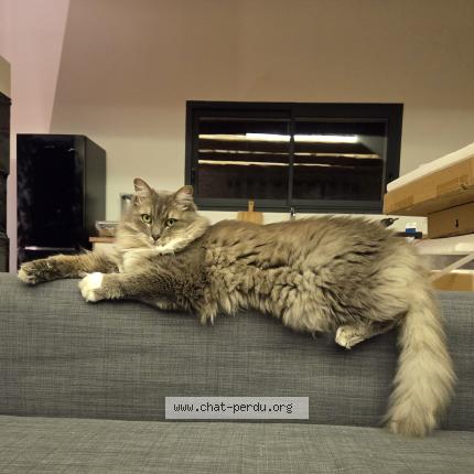 Foto 1/1 Drogo Chat perdido en Cavaillon les vigneres