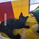 Foto del gato perdido en Rosemont