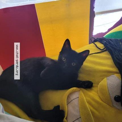 Foto 1/1 Lost Chat perdido en Rosemont